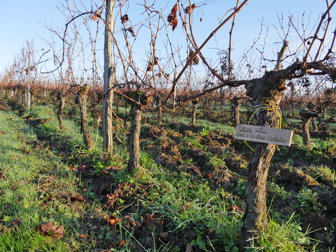 Виноградник на урожай